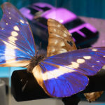 morpho-butterfly