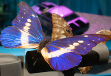 morpho-butterfly