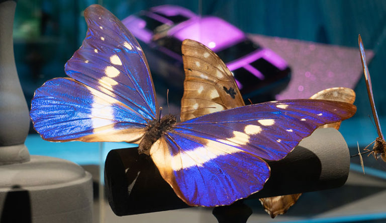 morpho-butterfly